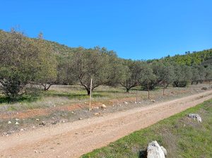 Αγροτεμαχιο στην Περαχωρα Λουτρακιου